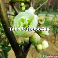 綠梅