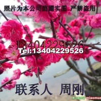 梅花樹