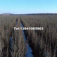 沈陽柏樹