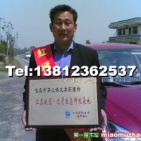 櫸樹