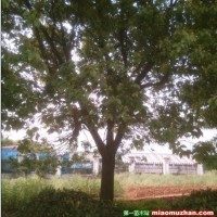 全冠大香樟