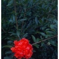 花石榴苗