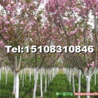 高桿櫻花