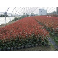 紅葉石楠