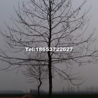 老式法桐