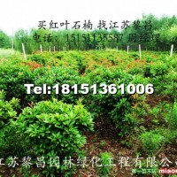 紅葉石楠球