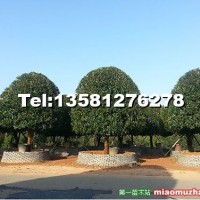桂花樹