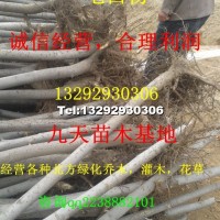 毛白楊