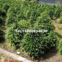紅豆杉