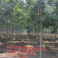 速生白蠟