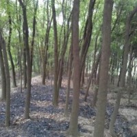 光桿香樟