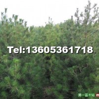 白皮松