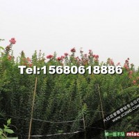 大紅紫薇小苗