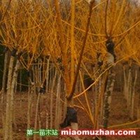 黃金槐