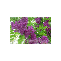 香花槐