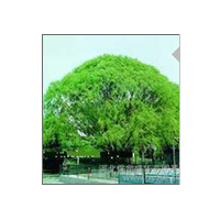 饅頭柳