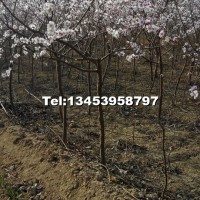 山桃樹苗