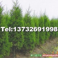 側(cè)柏