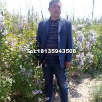 丁香