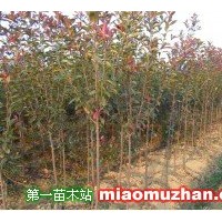 紅葉石楠獨(dú)桿