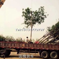 國(guó)槐