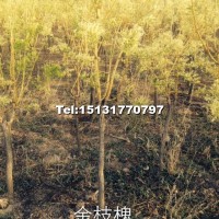 金枝槐