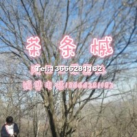 茶條槭