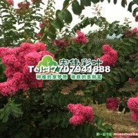 玫紅紫薇