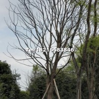 樸樹