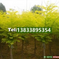 高接金葉榆