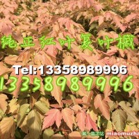 三色復(fù)葉槭