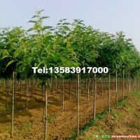 櫻花樹