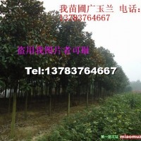 廣玉蘭