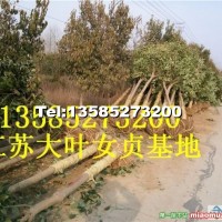 大葉女貞