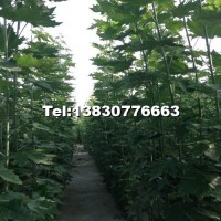 新疆楊小苗
