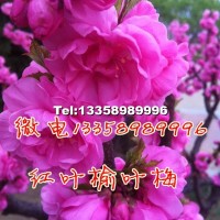 紅葉榆葉梅
