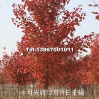 十月光輝
