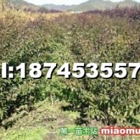 水蠟球