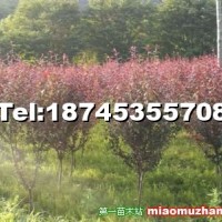 紅葉李