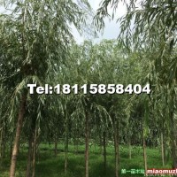 金絲柳