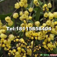 臘梅