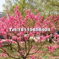 碧桃