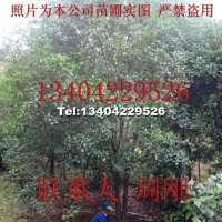蘇州別墅苗木