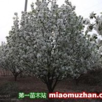 八棱海棠樹