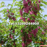 香花槐