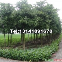 香櫞樹
