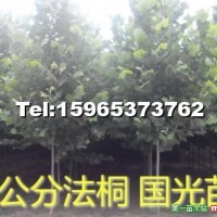 法桐