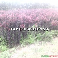 紫葉李