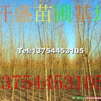 金絲垂柳