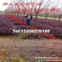高桿櫻花